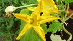 Courgette flower