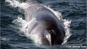 Fin whales seen by scientists 'lunge-feeding' near the surface of the water