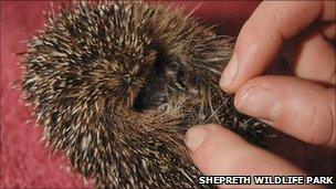 Underweight hoglet