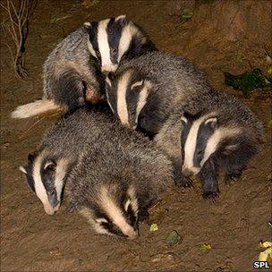 Badger cubs