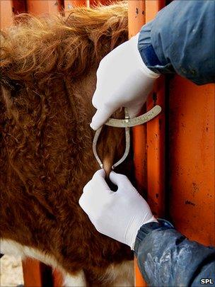 Cow being screened for TB