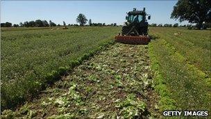 A German farmer near Hamburg ploughs lettuce back into the soil, 4 June