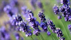 Lavender