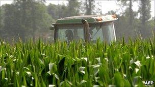 Corn crop in Mississippi