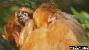 Bristol Zoo Tamarin monkeys