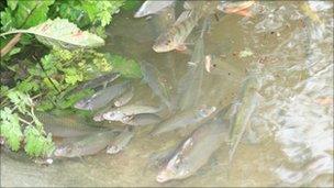 Fish in polluted water