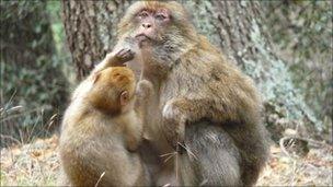 Barbary Macaques