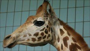 Harriet the giraffe at Twycross Zoo in Leicestershire