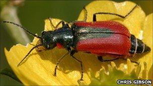 Scarlet malachite beetle PHOTO: Chris Gibson