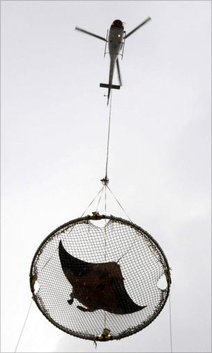 Manta ray transported by helicopter