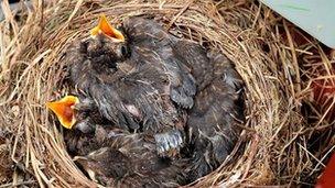 Baby blackbirds in nest