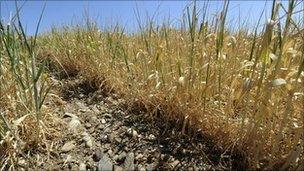 Dry wheat field