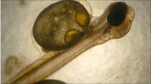 A grayling egg and larva