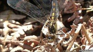 White-faced darter