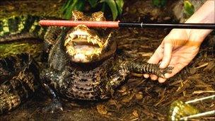 cuvier's dwarf caimans