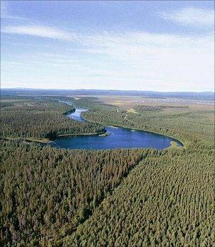 Forest, Finland (Image: BBC)