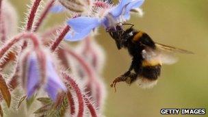A bee collects pollen