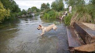 Dog dip on Itchen Navigation