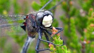 White faced darter