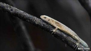 A lizard clings to a chard tree branch after the Upton Heath fire