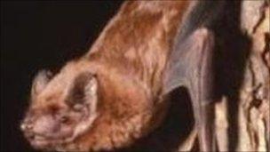 Bat