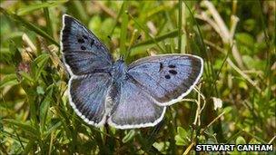 The Large Blue butterfly