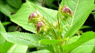 Himalayan balsam