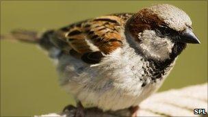 Sparrow