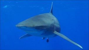 Oceanic whitetip shark. Pic: Andy Byatt