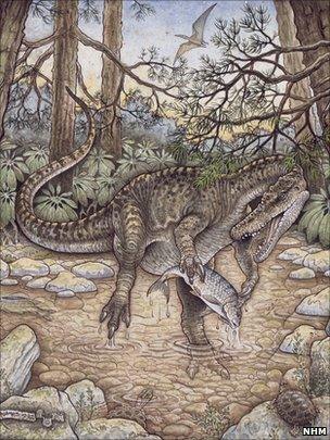 Baryonyx walkeri (NHM)