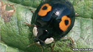 Harlequin Ladybird