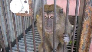 Macaque monkey in a cage