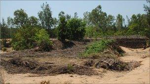 Betel vine plantations