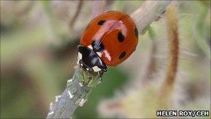 Seven-spot ladybird