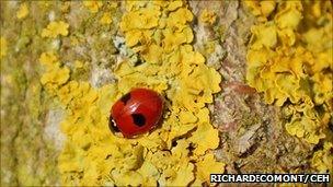 Two-spot ladybird