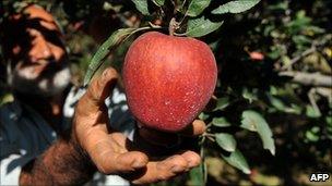 Man picking apple