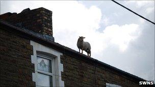 Sheep on roof