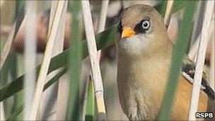 Juvenile bearded tit