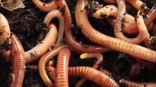 Worms