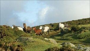 Carneddau mountain ponies