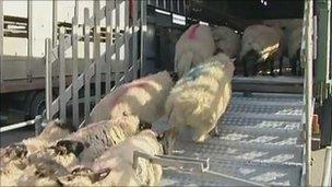 Sheep being herded on to a vehicle