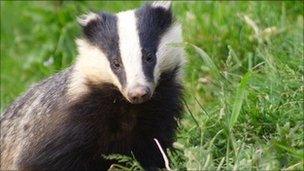 Badger