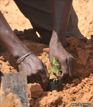 Planting an acacia sapling (Image: FAO/Sayllou Diallo)