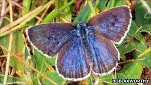 Large Blue butterfly