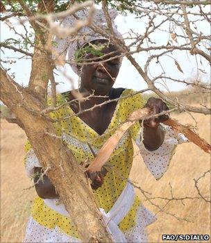 Extracting gum from an acacia tree (image: FAO/Sayllou Diallo)