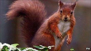 Red Squirrel