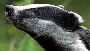 Badger