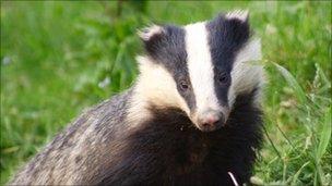 Badger