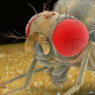 Fruit fly scanning electron micrograph