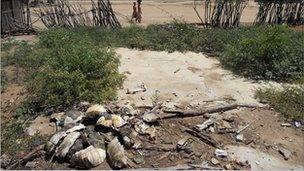 Tortoise shells are littered across towns in Madagascar (archive shot)